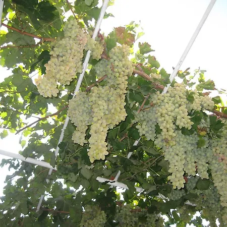 Artemon Hotel Hotel Artemonas